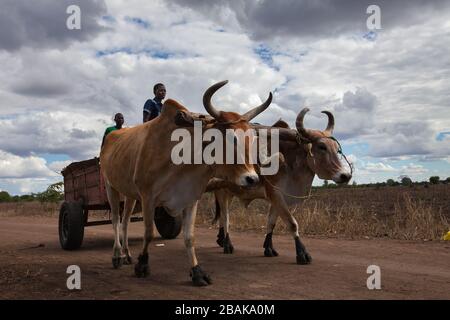 Two young men driving an ox cart in southern Malawi. Stock Photo