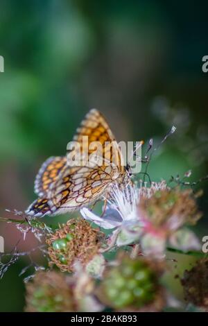 Close up of an orange heath fritillary butterfly (Melitaea athalia) Stock Photo