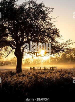 The sun creeps through the early morning mist in Bushy Park, West London Stock Photo
