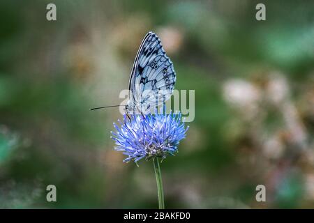 Macro photo of a marbled white butterfly (Melanargia galathea) on a blue flower Stock Photo