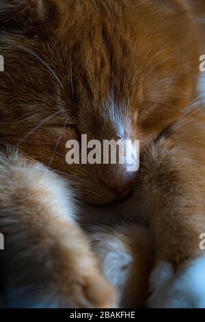 Large ginger male tabby cat sleeping, relaxed, tranquil and dreaming close up  showing paws whiskers eyes and nose Stock Photo