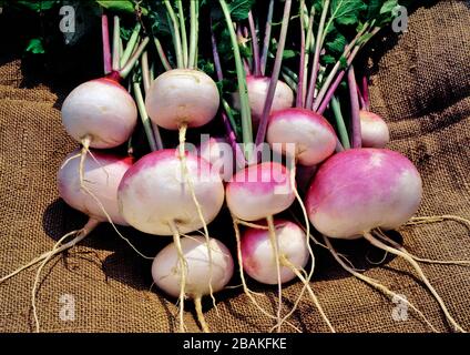 Turnip, 'Purple Top White Globe', harvested from a backyard home garden in Pennsylvania Stock Photo