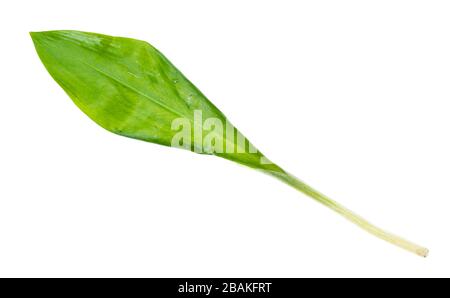 leaf of fresh wild garlic (ramson) cutout on white background Stock Photo