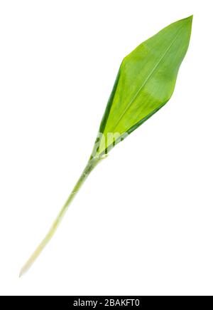 leaf of fresh wild leek (ramson) cutout on white background Stock Photo
