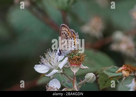 Close up of an orange heath fritillary butterfly (Melitaea athalia) on a blackberry plant Stock Photo