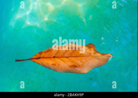 A beautiful orange leaf swims in clear turquoise water. Contrast. Autumn. Stock Photo