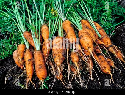 Carrots 'Orange Rocket' Daucus carota var. sativus, harvested from a backyard home garden in Pennsylvania Stock Photo