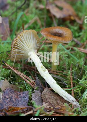 Hygrophorus hypothejus, known as herald of the winter,  late fall waxy cap or yellow-gilled waxcap, edible mushrooms from Finland Stock Photo