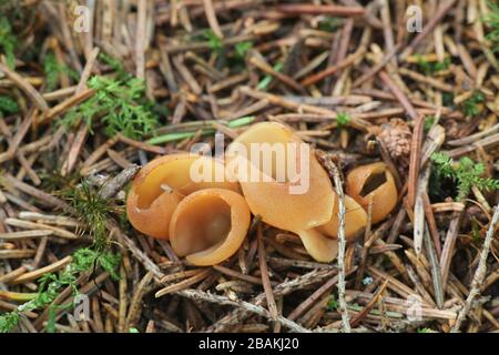 Otidea tuomikoskii, known as rabbit ear or split goblet,  fungus from Finland Stock Photo