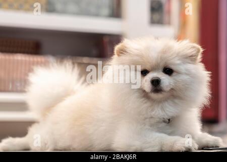 white Pomeranian dog lies and looks at the camera. close- up photo. Stock Photo