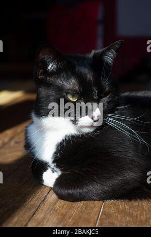 Un Chaton Noir Et Blanc Assis A Black And White Kitten Sitting Stock Photo Alamy Un Chaton Noir Et Blanc Assis A Black And White Kitten Sitting Stock Photo Alamy