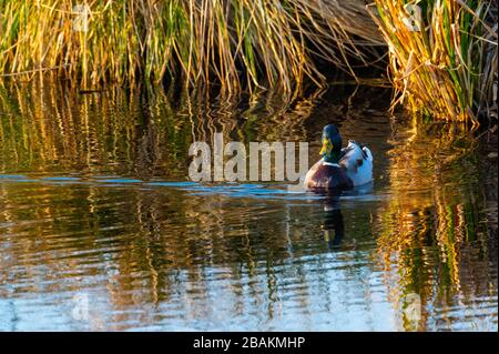 a  duck swims alone on a small river between fields in the evening Stock Photo