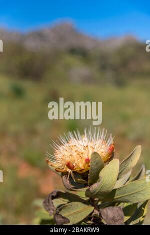 A pincushion protea Leucospermum cordifolium seen in Zimbabwe's Chimanimani National Park. Stock Photo