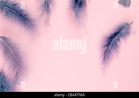 Beautiful blue feather on pinc background Stock Photo