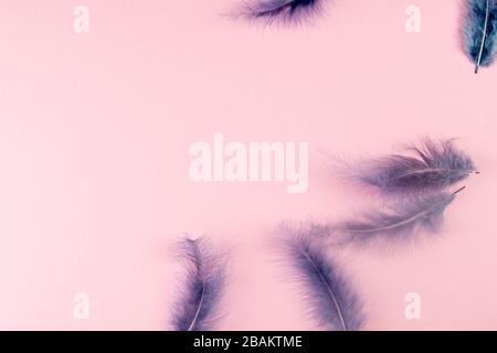 Beautiful blue feather on pinc background Stock Photo