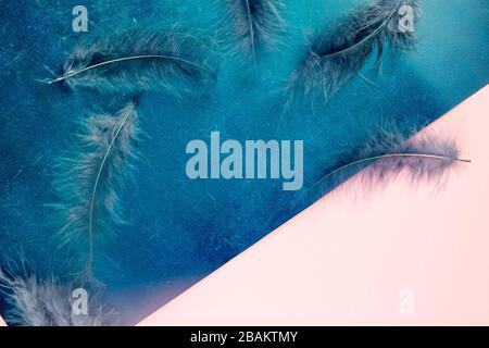 Beautiful blue feather on pinc-blue background Stock Photo