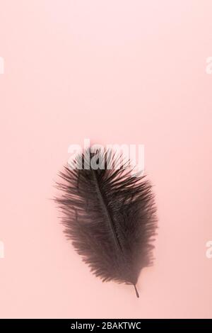 Beautiful black feather on pinc background Stock Photo