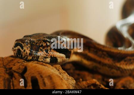 python snake head in close up Stock Photo