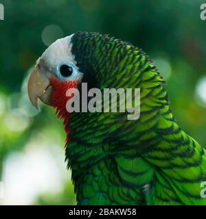 rose-throated amazon parrot in close up Stock Photo