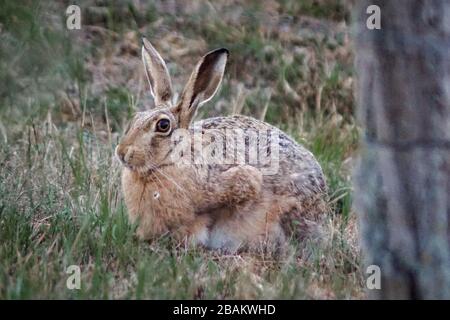 Close up of a european hare in a field Stock Photo