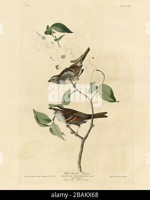 Plate 8 White throated Sparrow from The Birds of America folio (1827–1839) by John James Audubon, Very high resolution and quality edited image Stock Photo