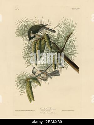 Plate 39 Crested Titmouse (Tufted Titmouse) The Birds of America folio (1827–1839) - John James Audubon, Very high resolution and quality edited image Stock Photo