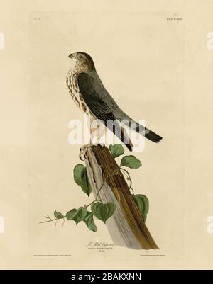 Plate 75 Le Petit Caporal (Merlin) from The Birds of America folio (1827–1839) by John James Audubon - Very high resolution and quality edited image Stock Photo
