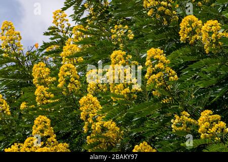 Senna spectabilis (S. spectabilis) in bloom with bright yellow flowers or inflorescence in canopy, Kenya, East Africa Stock Photo