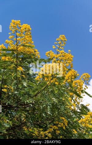 Senna spectabilis (S. spectabilis) in bloom with bright yellow flowers or inflorescence in canopy, Kenya, East Africa Stock Photo