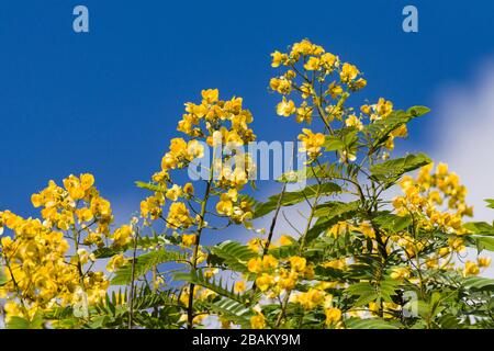 Senna spectabilis (S. spectabilis) in bloom with bright yellow flowers or inflorescence in canopy, Kenya, East Africa Stock Photo