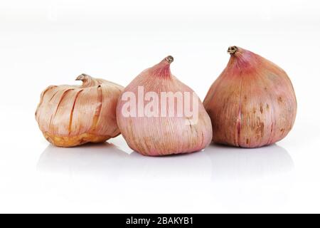 three Gladioli bulbs isolated on a white background Stock Photo