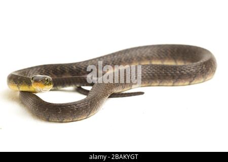 Water Snake Triangle Keelback (Xenochrophis trianguligerus) isolated on white background Stock Photo