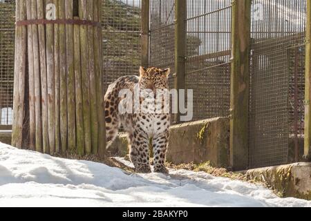 Amur leopard in the aviary of the zoo in winter Stock Photo