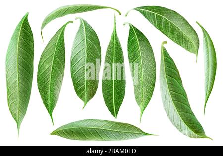 Isolated leaves. Collection of mango tree leaves of various shapes isolated on white background Stock Photo