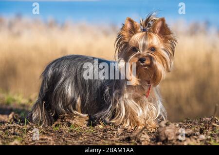 Yorkshire terrier dog standing on grass on nature Stock Photo