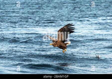 White-tailed eagle in flight, eagle trying to catch fish from the water in Hokkaido, Japan, majestic eagle with ocean in background, majestic sea eagl Stock Photo