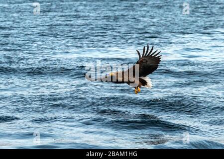 White-tailed eagle in flight, eagle trying to catch fish from the water in Hokkaido, Japan, majestic eagle with ocean in background, majestic sea eagl Stock Photo
