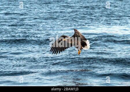 White-tailed eagle in flight, eagle trying to catch fish from the water in Hokkaido, Japan, majestic eagle with ocean in background, majestic sea eagl Stock Photo