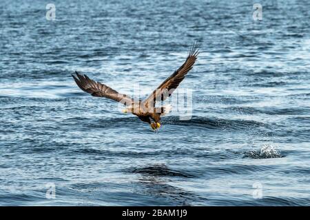 White-tailed eagle in flight, eagle trying to catch fish from the water in Hokkaido, Japan, majestic eagle with ocean in background, majestic sea eagl Stock Photo