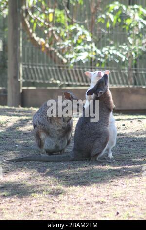 An albino kangaroo in a public zoo Stock Photo