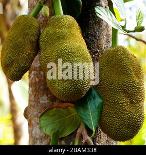 Jackfruit on tree wiht blurry bakcground:Close up Stock Photo