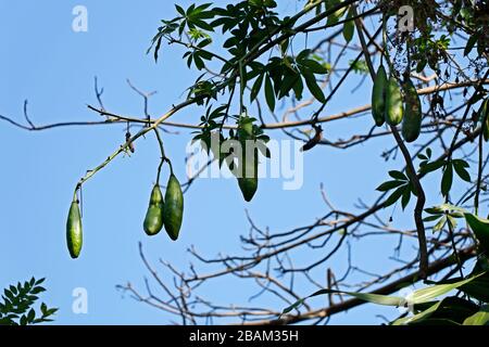 Ceiba pentandra. White silk cotton tree.Perennial fruit can be used to make mattresses, pillows Stock Photo