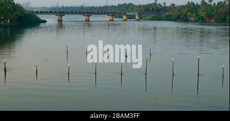egrets are waiting on each wood polls in a lake to catch the fishes, landscapes Stock Photo