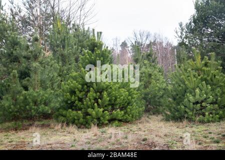 young pine trees in forest in Poland Stock Photo