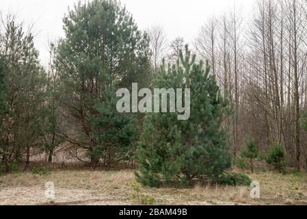young pine trees in forest in Poland Stock Photo