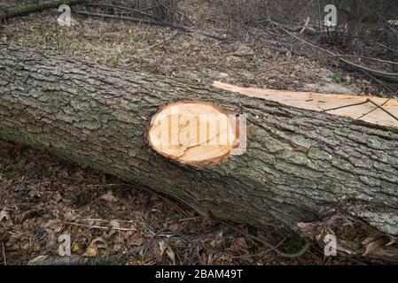 cut oak tree closeup in forest Stock Photo