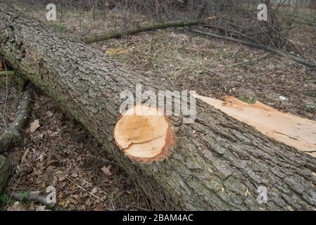 cut oak tree closeup in forest Stock Photo
