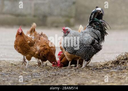 a cockerel standing with chickens Stock Photo