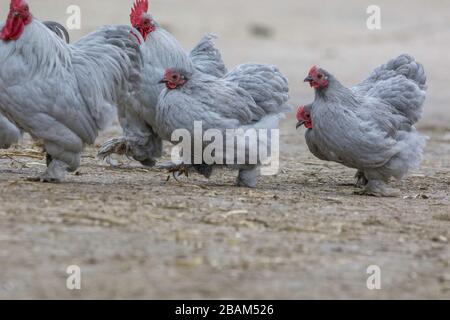 a flock of chickens and cockerels Stock Photo