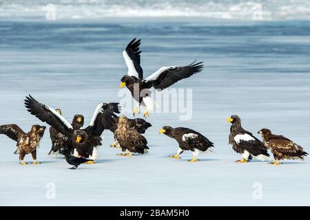 Flock of Steller's sea eagles and white-tailed eagles fighting over fish on frozen lake, Hokkaido, Japan, majestic sea raptors with big claws and beak Stock Photo